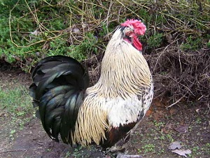 Morgus, a mixed breed standard size chicken.