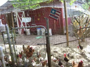 Chicken waiting for the gate to open