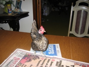 Serama hen