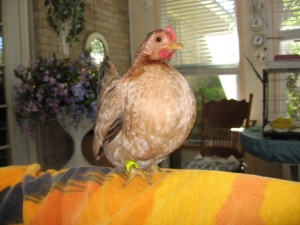 Lady Jane, a Serama hen