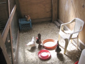 My Serama hens inside pen.