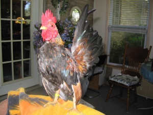 Serama rooster