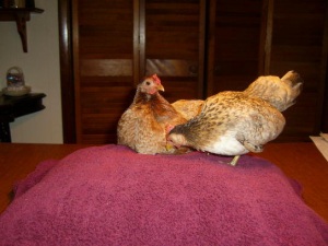 Brownie and Evie, Serama hens