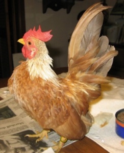 Stowaway Prince, a Serama cockerel