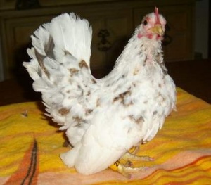 The Queen, a Serama hen pictured at 10 years old.