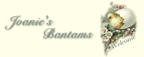 Welcome to Joanie's Bantams