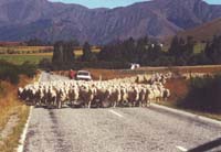 Sheep! Noooooooo!