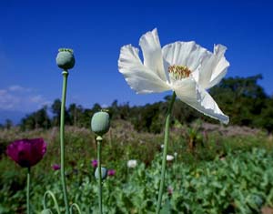 opium fields, northern Laos