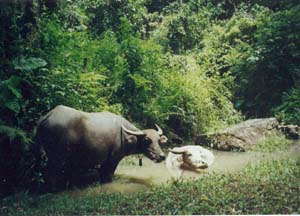 water buffaloes, Luang Prabang