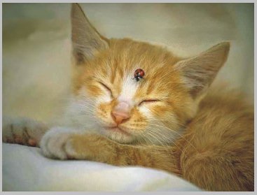 AI, QUE GATINHO FOFINHO...