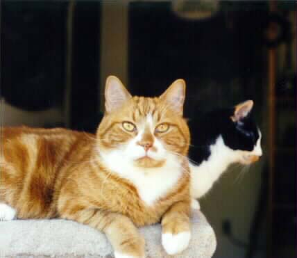 Cyrano and Quilt on catpost