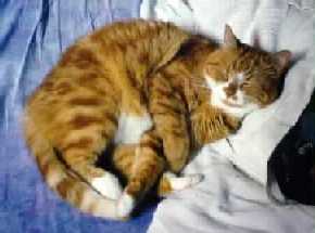 Cyrano sleeping