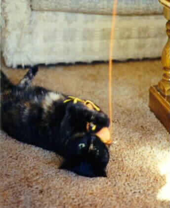 Gretchen with toy on floor