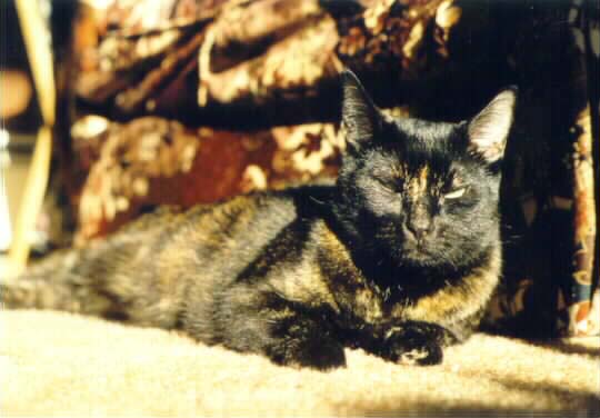 Gretchen in a sunbeam