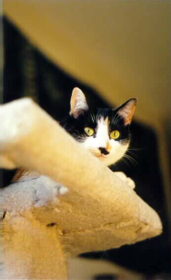 Quilt on catpost