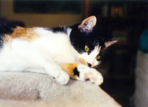 Quilt and her cute little toes