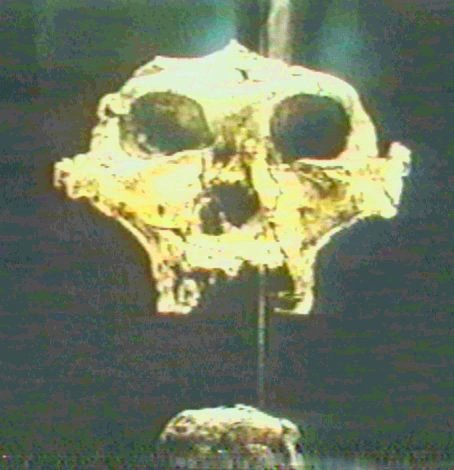 Australopithecus Gracile