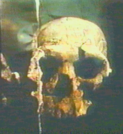 Homo Habilis