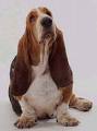 Basset Hound
