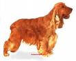 Cocker Spaniel Ingl&ecirc;s