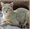 Jungle Cat