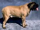 Mastiff