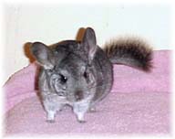 I'm in Chinnie Heaven now. :)