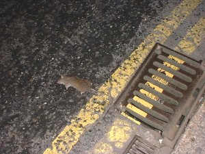 DEAD RAT IN PZ MAIN STREET