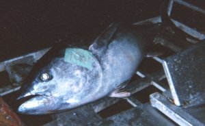 DEAD TUNNY