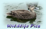 Takes you to my Wildlife pictures