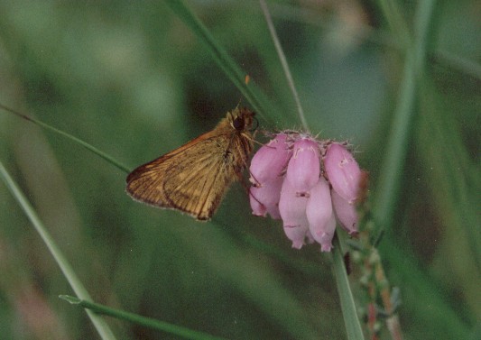 Ochlodes venata