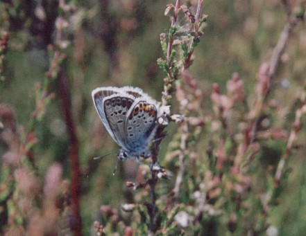 Plebejus argus