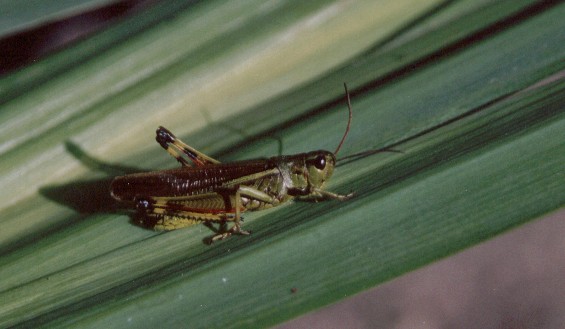 Stethophyma grossum