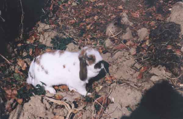 Fuzz:the bloodhound rabbit