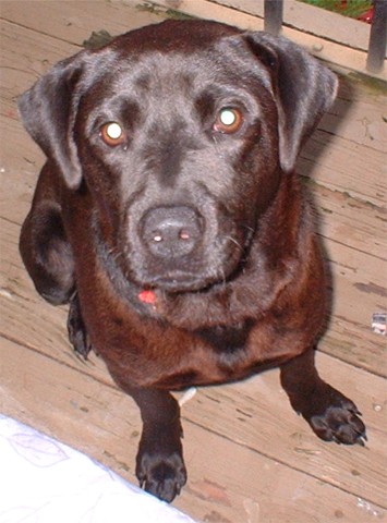 Image: Guinness the Dog