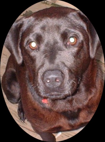 Guinness the Dog