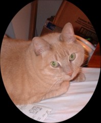 Patina the Cat