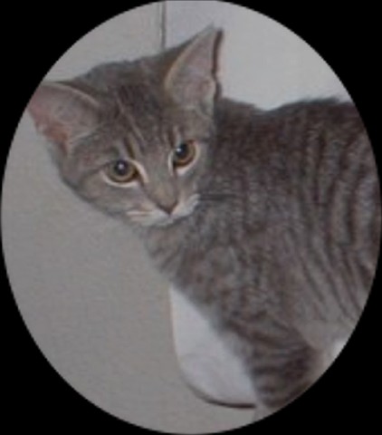Pepper the Cat