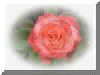 Image: Rose