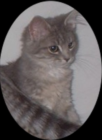 Salt the Cat