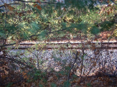 Image: Painted Tracks