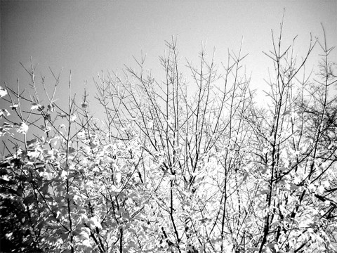 Image: Sky