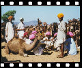 Camel Fair, Rajasthan