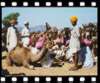 Pushkar Camel Fair