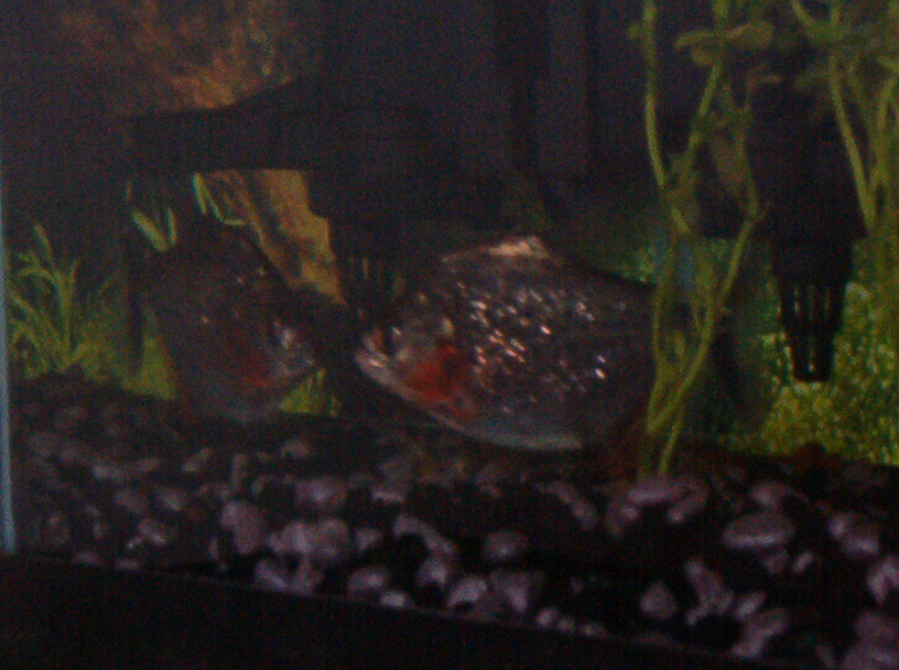 Blood red eyes