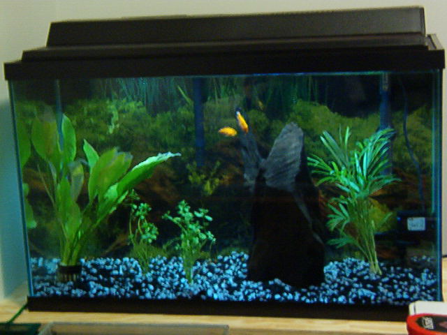 Natural 29gallon