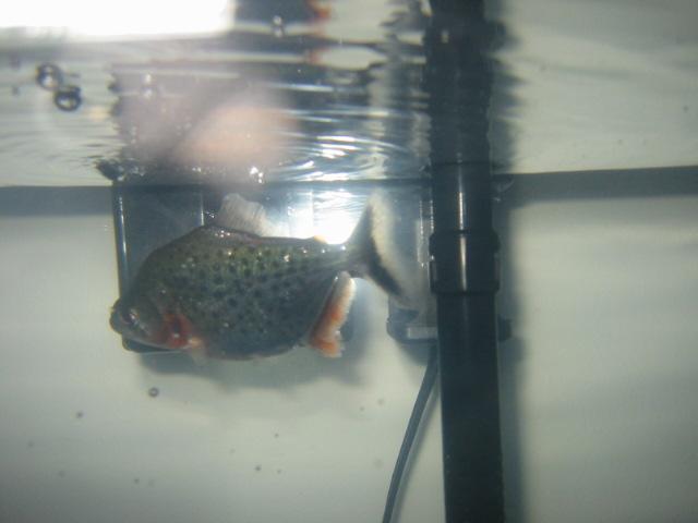 Munen ~3 inches