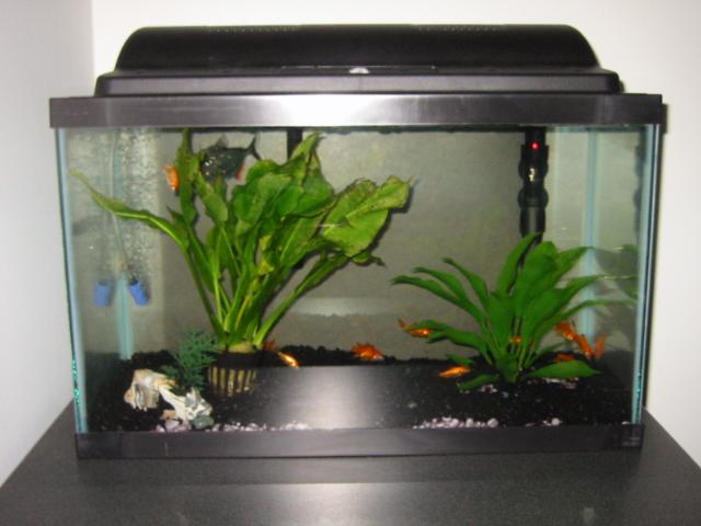 ten gallon