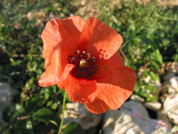 IMG_0580.JPG