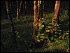 IMG_0556.JPG